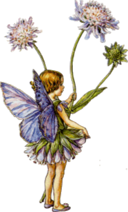 Illustration of a clover-themed fairy by Cicely Mary Barker