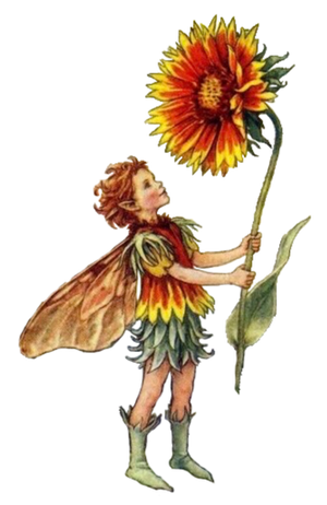 Illustration of a yellow, red, and green blanket flower fairy by Cicely Mary Barker